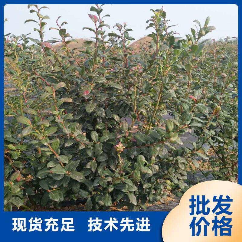 结果蓝莓树新奇品种