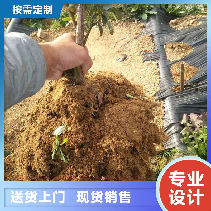 蓝莓苗-石榴树细节决定品质