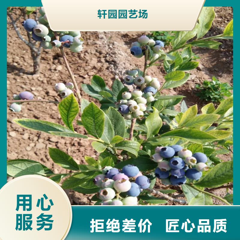 组培蓝莓苗批发零售