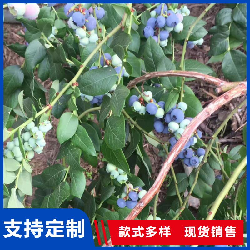 蓝莓苗草莓苗厂家规格全