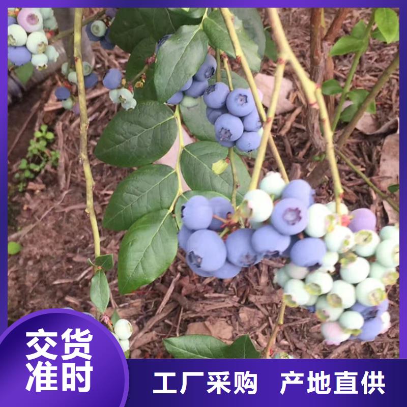 组培蓝莓苗批发零售