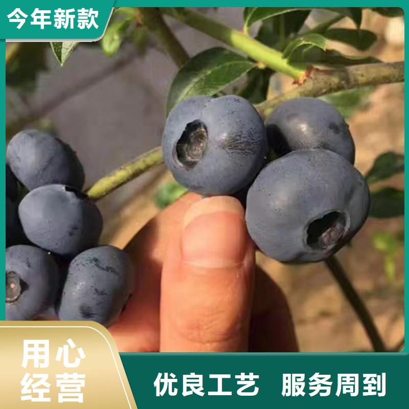 蓝莓苗,李子苗服务至上