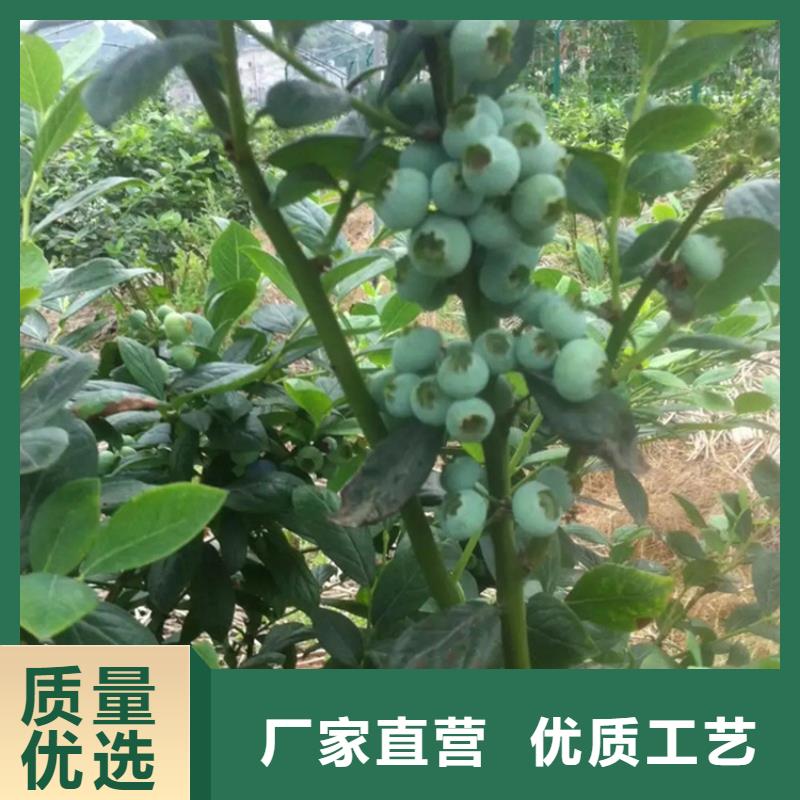 L蓝莓苗现挖苗现发货