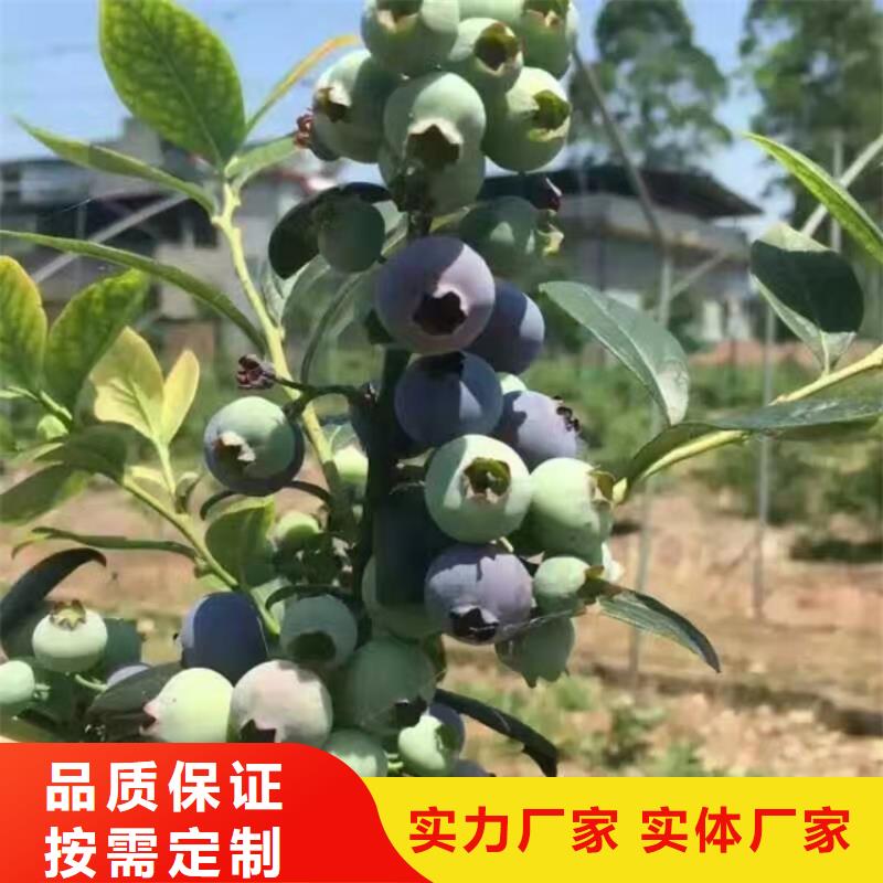 蓝莓苗草莓苗厂家规格全