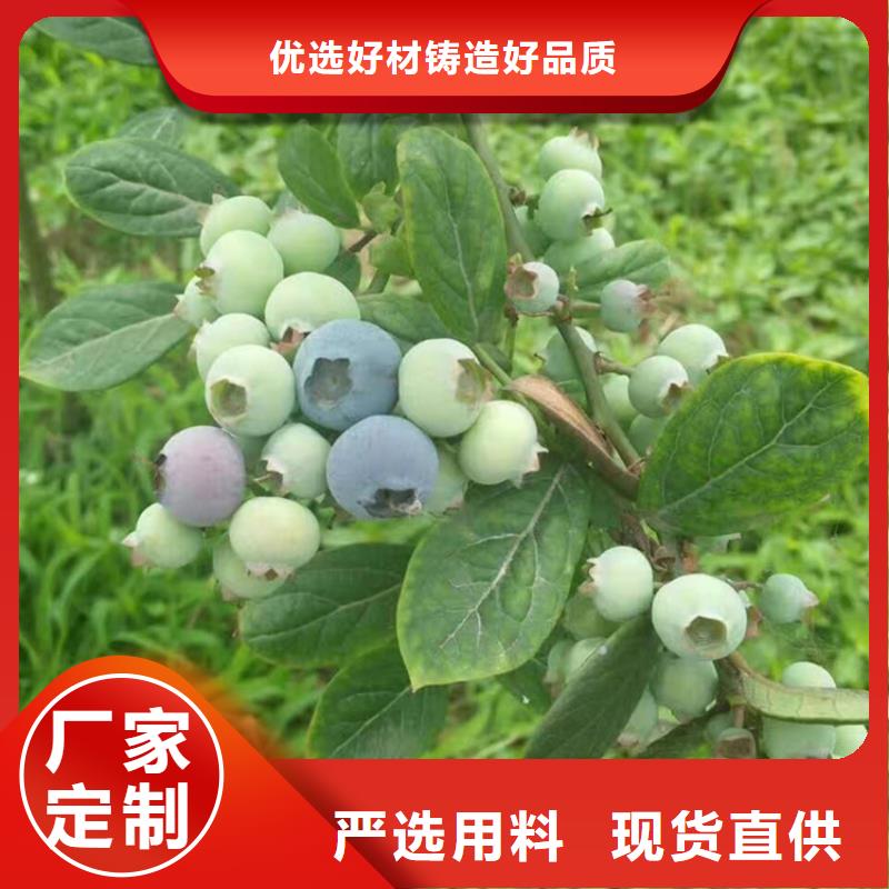 【蓝莓苗】无花果苗价格低