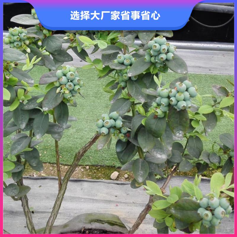 【蓝莓苗】石榴树国标检测放心购买
