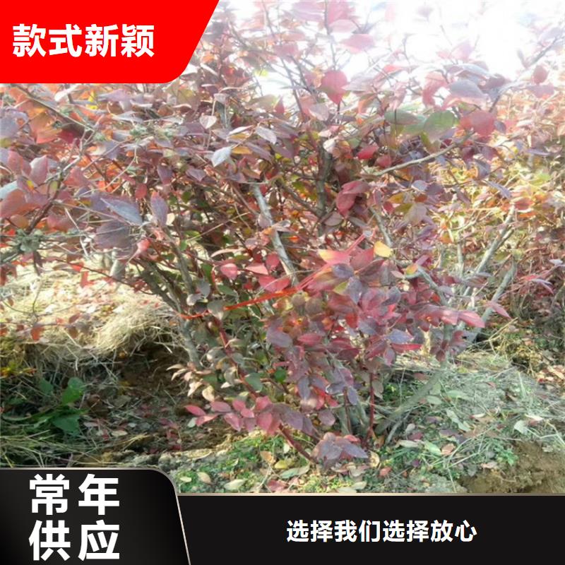 【蓝莓苗】无花果苗价格低