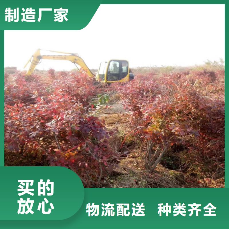 蓝莓苗_苹果苗生产经验丰富