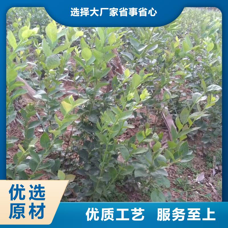 蓝莓苗【樱桃苗】热销产品