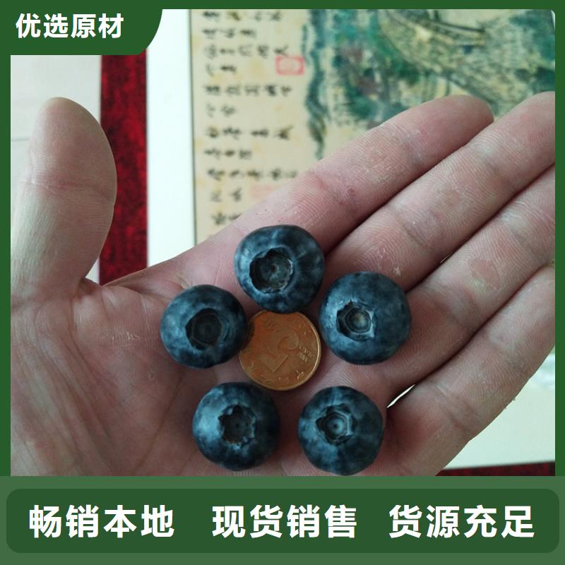 蓝莓苗,李子苗服务至上