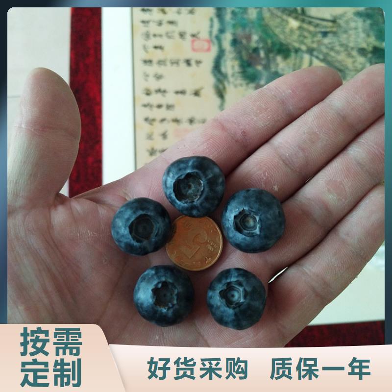 结果蓝莓树根系发达