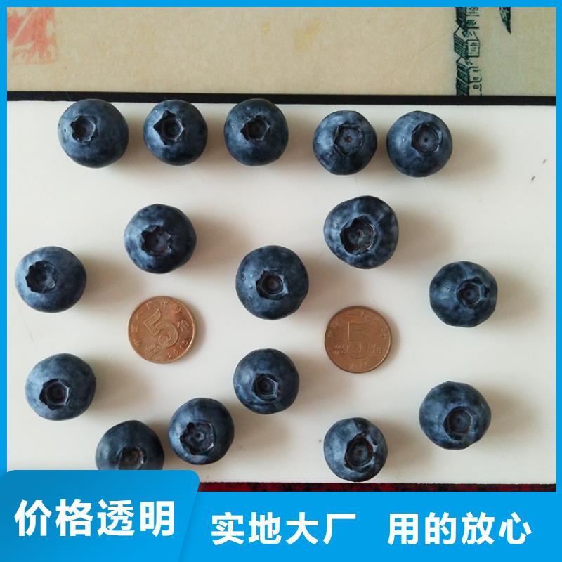 蓝莓苗【樱桃苗】热销产品