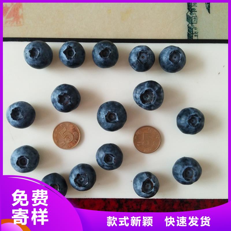蓝莓苗梨树苗多种场景适用