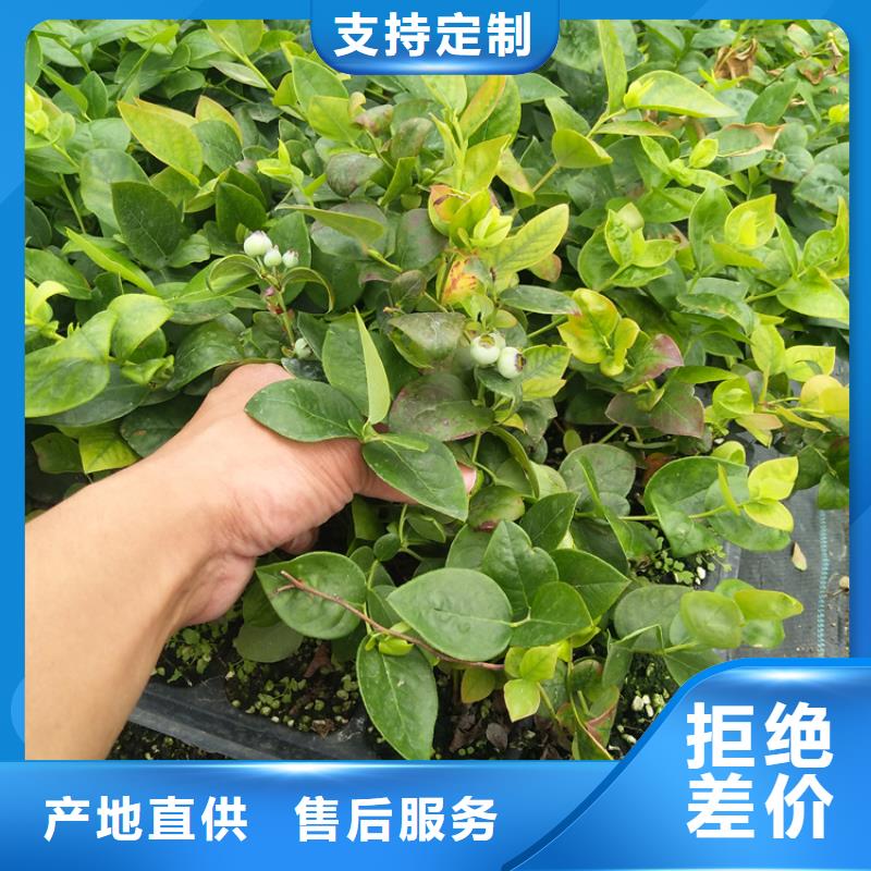 组培蓝莓苗批发零售