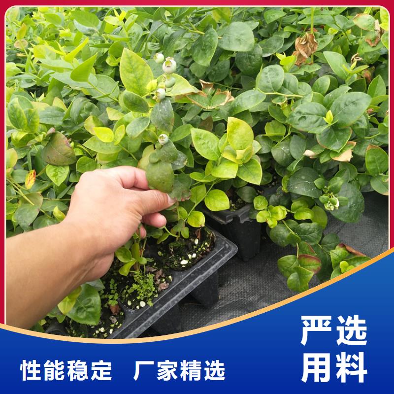 蓝莓苗【樱桃苗】热销产品