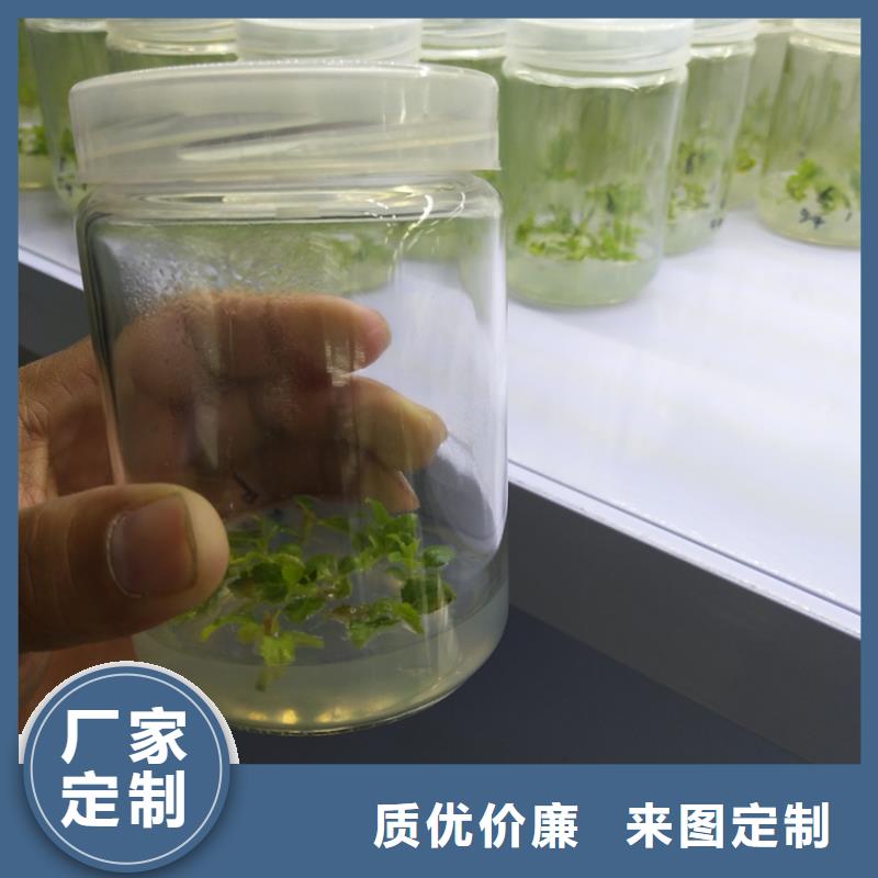蓝莓苗梨树苗多种场景适用