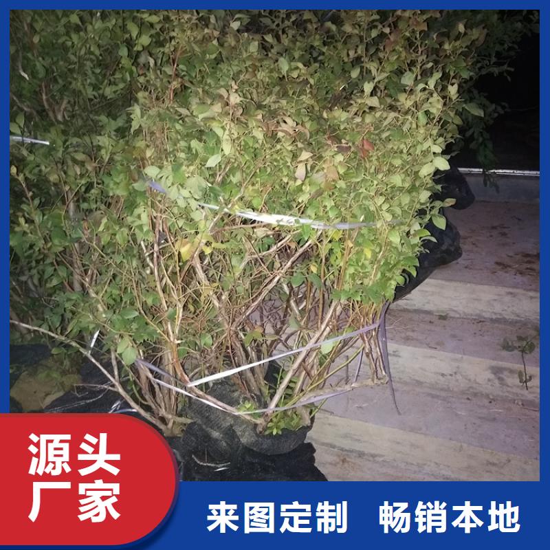 蓝莓苗【樱桃苗】热销产品