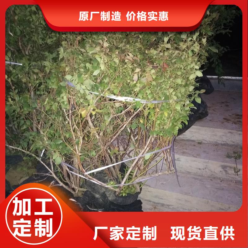 结果蓝莓树根系发达