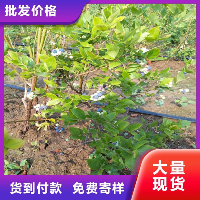 L蓝莓苗现挖苗现发货