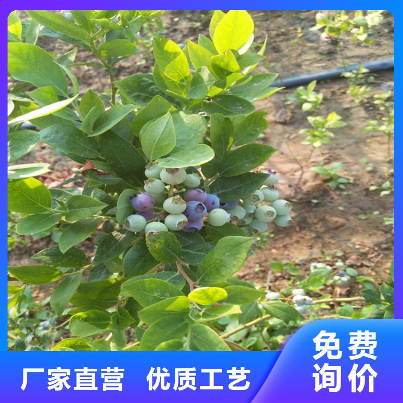 L蓝莓苗现挖苗现发货
