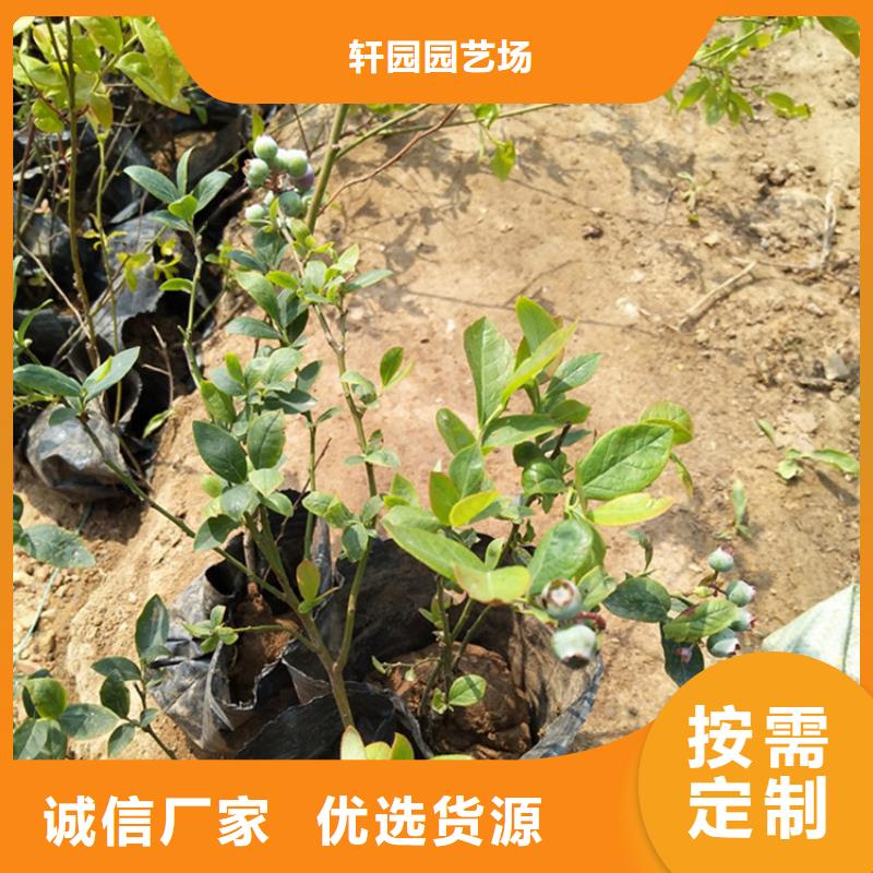 蓝莓苗-石榴树细节决定品质