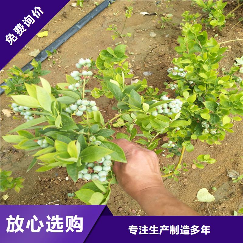 【蓝莓苗】石榴树国标检测放心购买