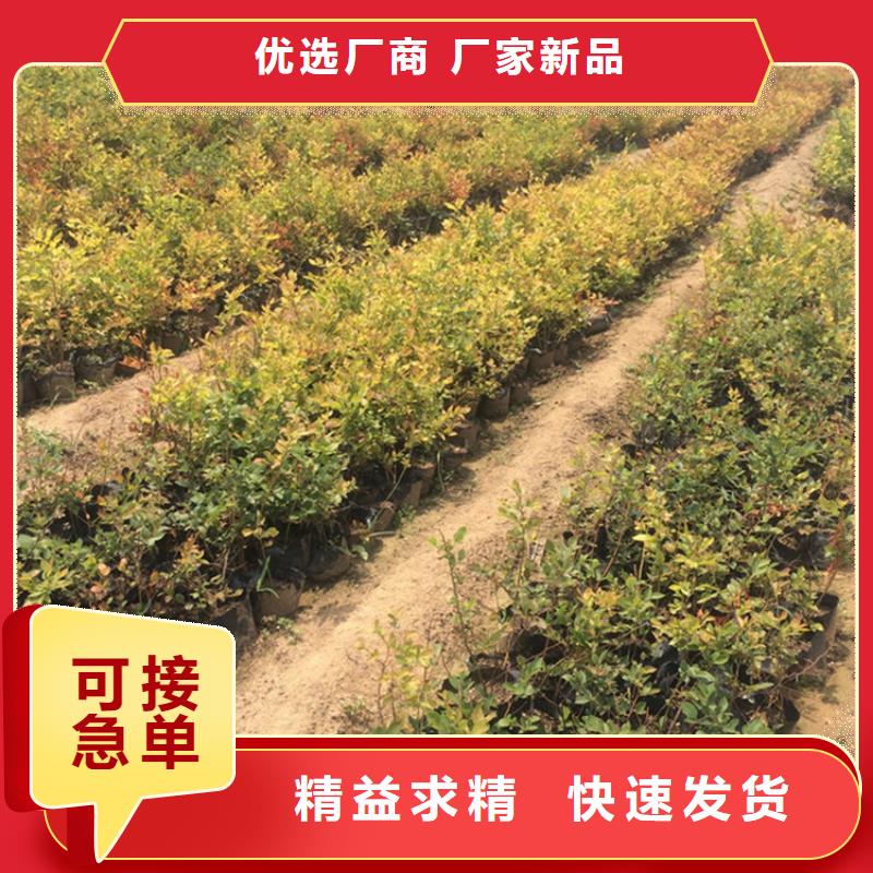 蓝莓苗-石榴树细节决定品质