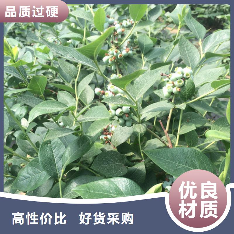 蓝莓苗_红石榴苗基地让客户买的放心