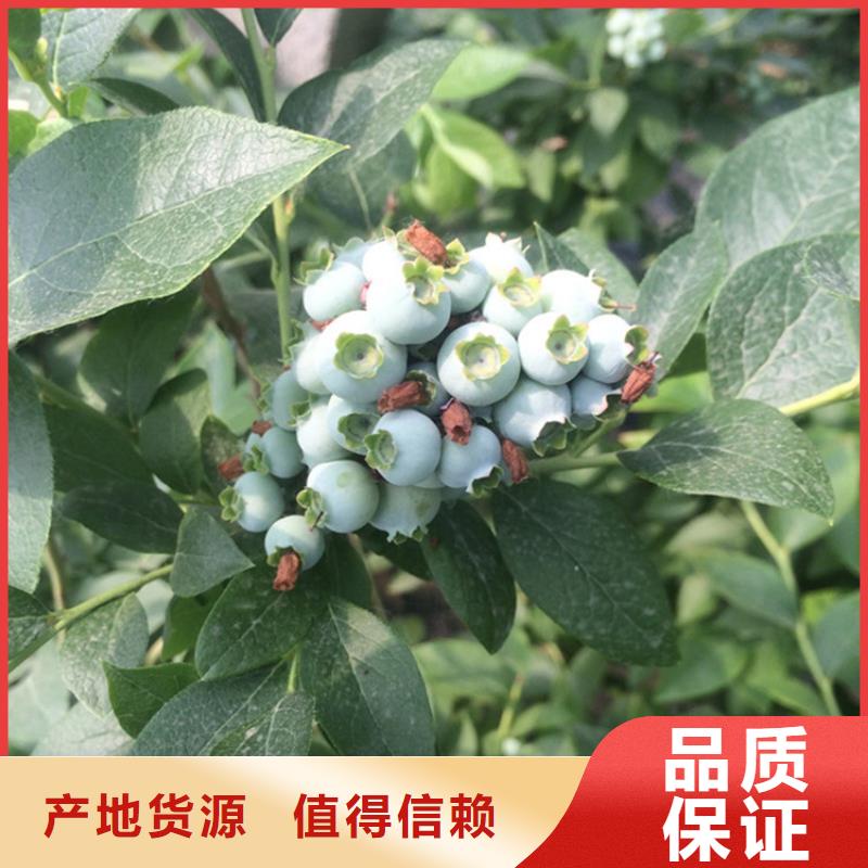 蓝莓苗_苹果苗生产经验丰富