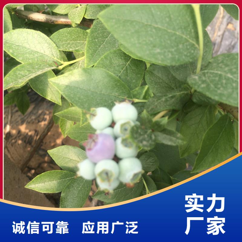【蓝莓苗】无花果苗价格低