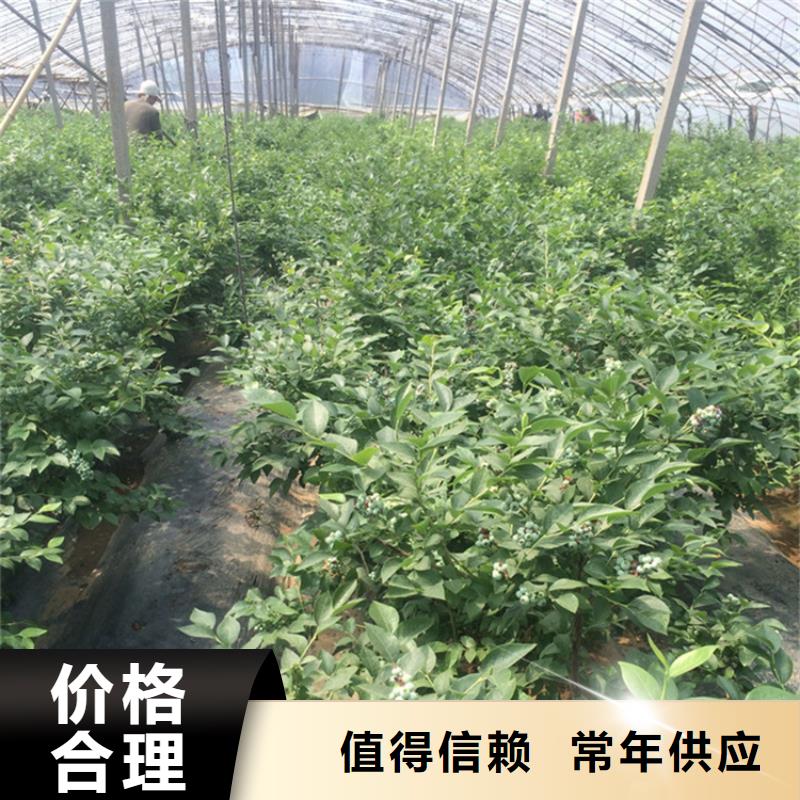 蓝莓苗草莓苗厂家规格全