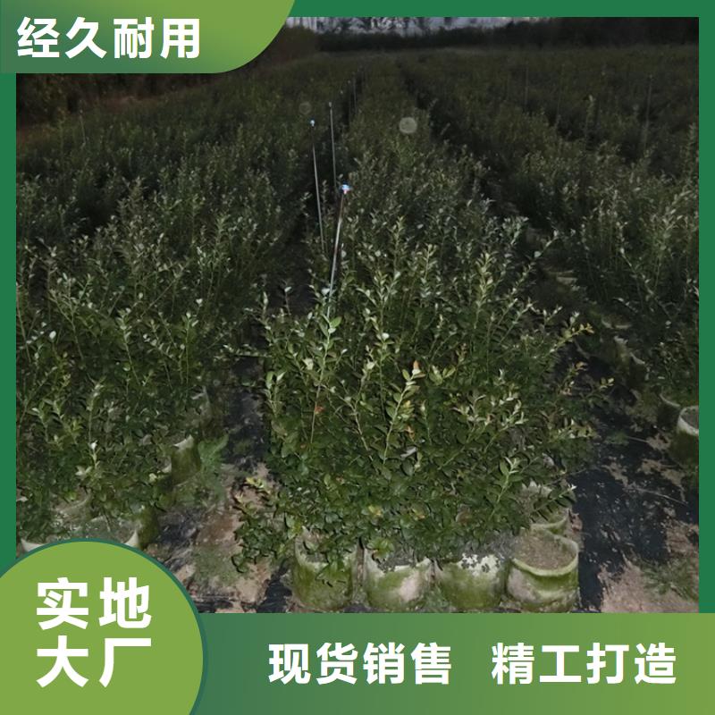 组培蓝莓苗批发零售