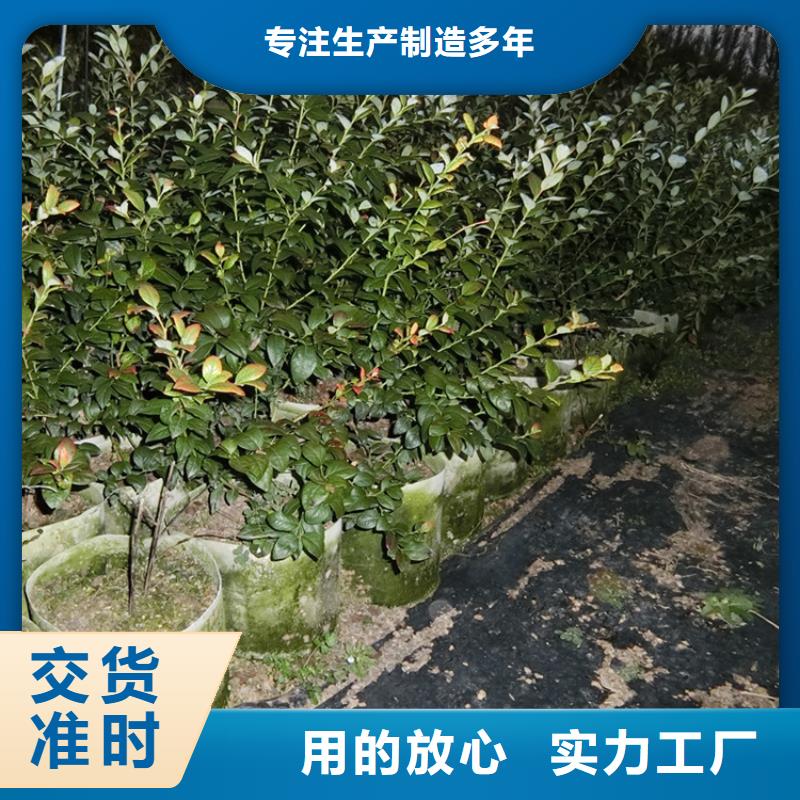 蓝莓苗_红石榴苗基地让客户买的放心
