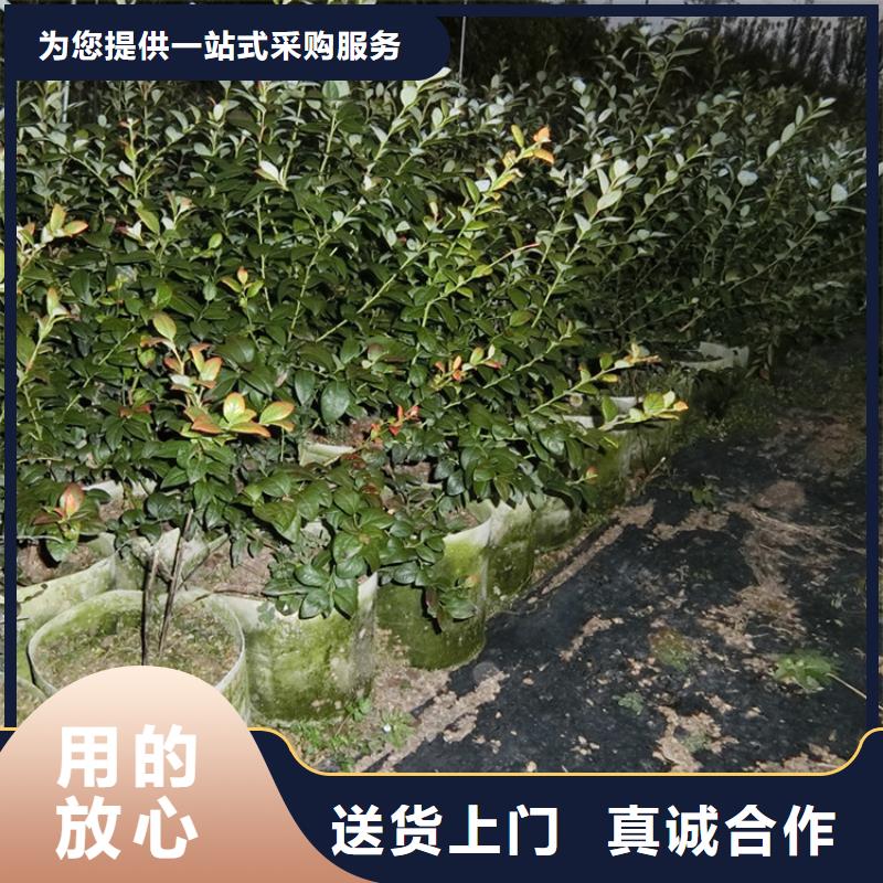 蓝莓树苗经济效益