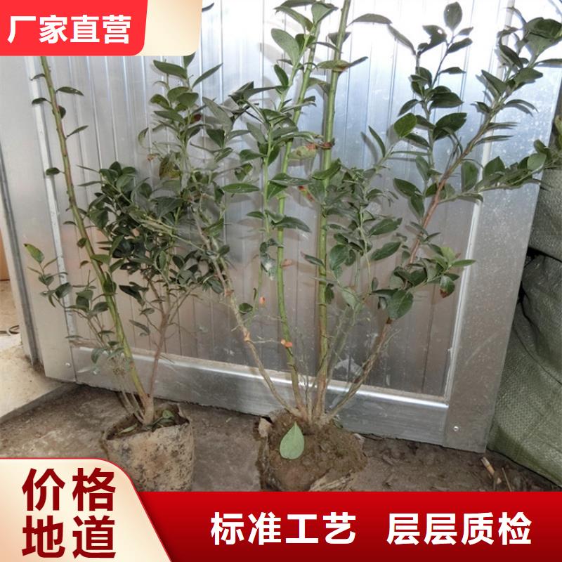 【蓝莓苗】石榴树国标检测放心购买
