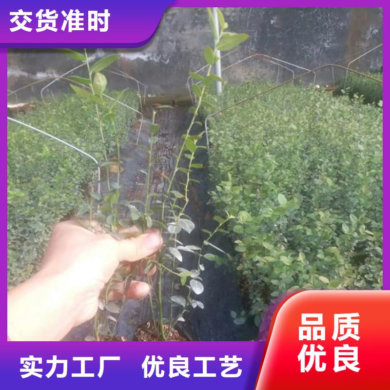 蓝莓苗草莓苗厂家规格全