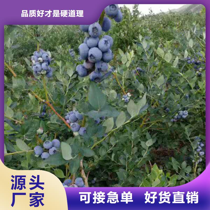 结果蓝莓树新奇品种