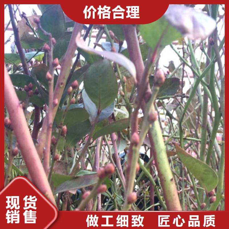 蓝莓苗草莓苗厂家规格全