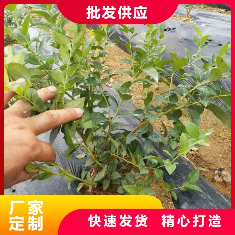 蓝莓苗【樱桃苗】热销产品