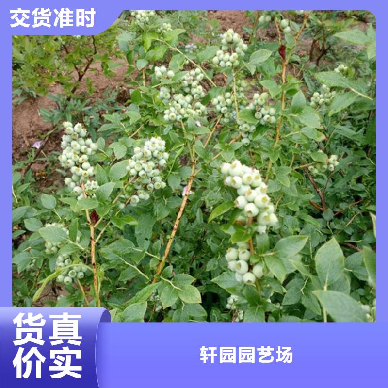 蓝莓苗-苹果苗优选货源