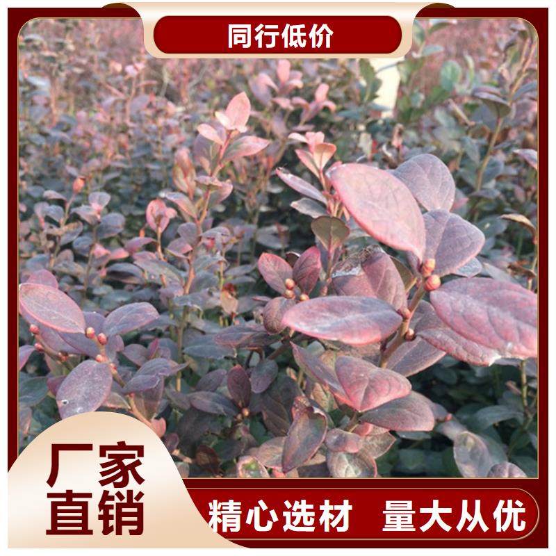 蓝莓苗梨树苗多种场景适用