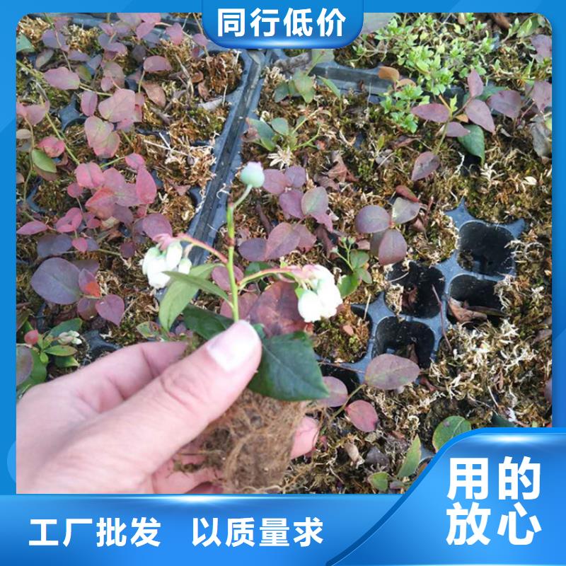 【蓝莓苗】无花果苗价格低