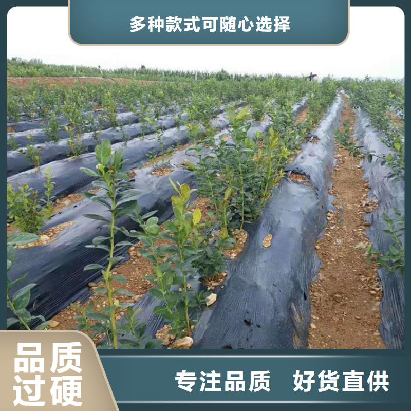 结果蓝莓树新奇品种