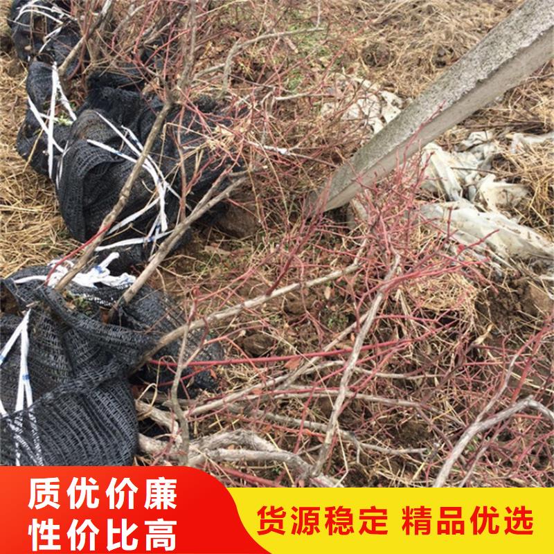 蓝莓苗_红石榴苗基地让客户买的放心
