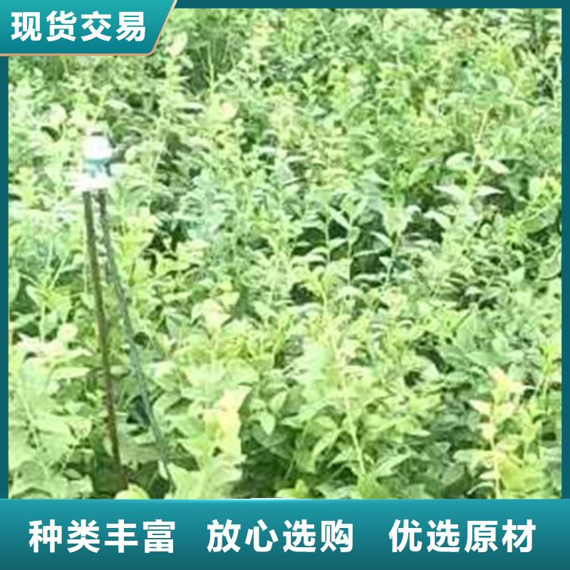 结果蓝莓树根系发达