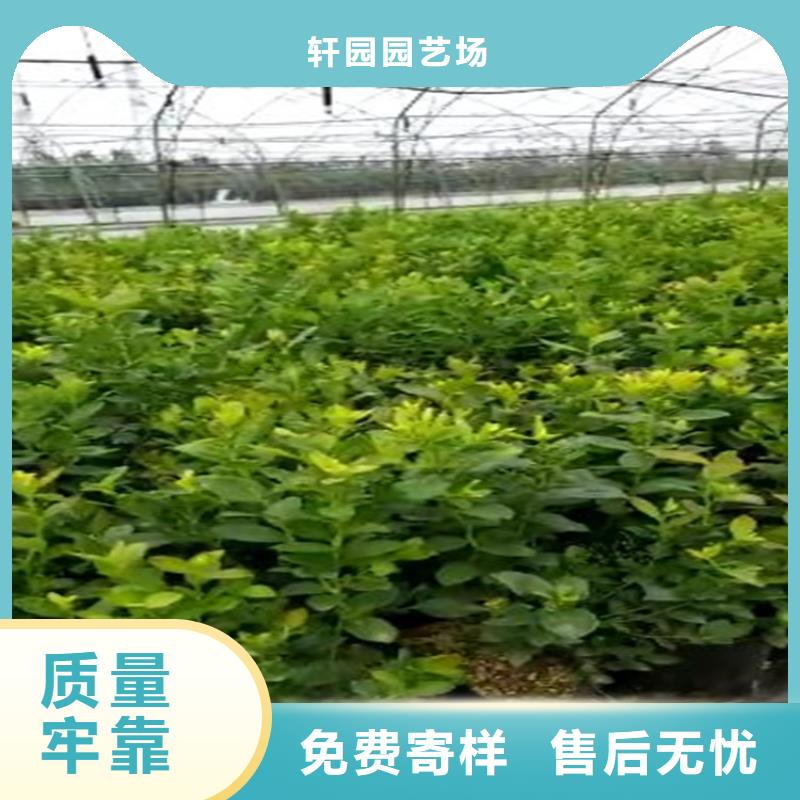 蓝莓苗,李子苗服务至上