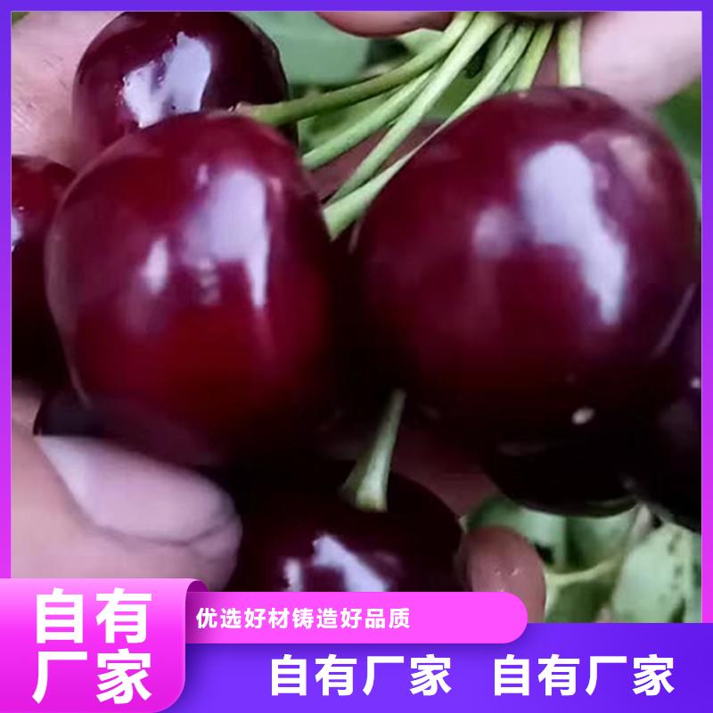 樱桃树苗根系发达