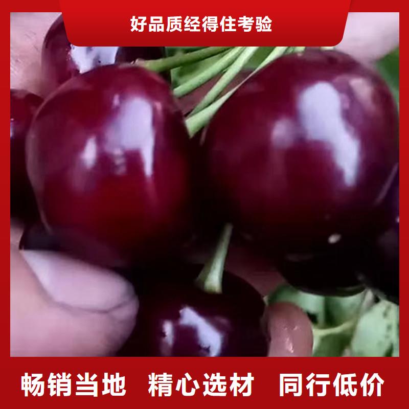 车厘子苗成活率高