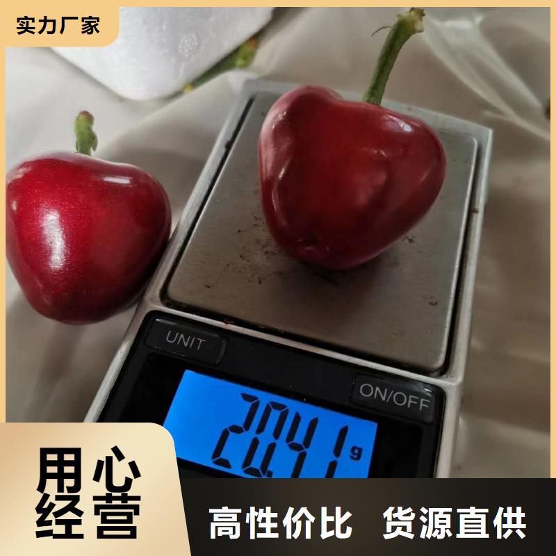 一根棍樱桃树苗全国发货