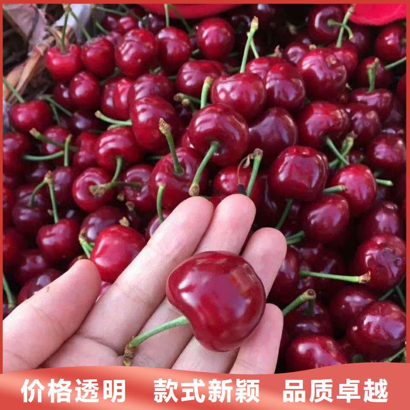 矮化车厘子树苗采摘园